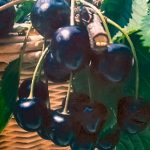 Dariu Plant - Pepiniera Pomi Fructiferi