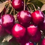 Dariu Plant - Pepiniera Pomi Fructiferi