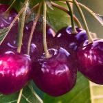 Dariu Plant - Pepiniera Pomi Fructiferi