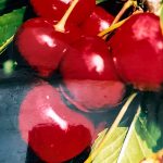 Dariu Plant - Pepiniera Pomi Fructiferi