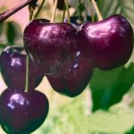 Dariu Plant - Pepiniera Pomi Fructiferi