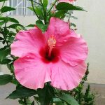 Dariu Plant - Pepiniera Pomi Fructiferi