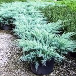 Dariu Plant - Pepiniera Pomi Fructiferi