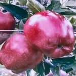 Dariu Plant - Pepiniera Pomi Fructiferi