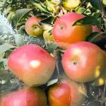 Dariu Plant - Pepiniera Pomi Fructiferi