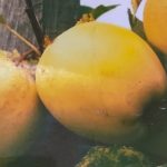 Dariu Plant - Pepiniera Pomi Fructiferi