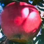 Dariu Plant - Pepiniera Pomi Fructiferi