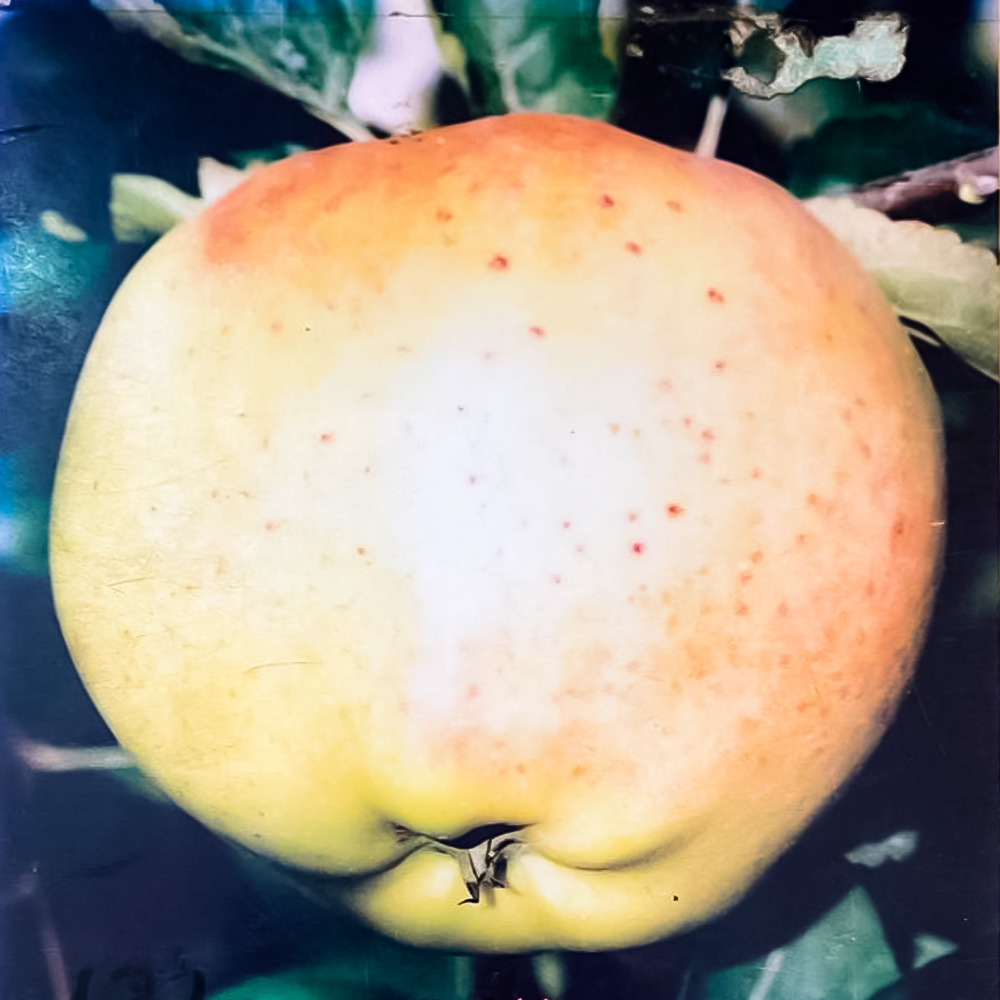 Dariu Plant - Pepiniera Pomi Fructiferi