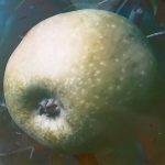 Dariu Plant - Pepiniera Pomi Fructiferi