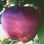 Dariu Plant - Pepiniera Pomi Fructiferi