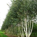 Dariu Plant - Pepiniera Pomi Fructiferi