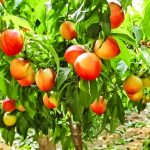 Dariu Plant - Pepiniera Pomi Fructiferi