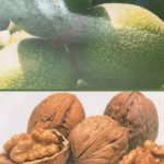 Dariu Plant - Pepiniera Pomi Fructiferi