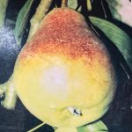 Dariu Plant - Pepiniera Pomi Fructiferi