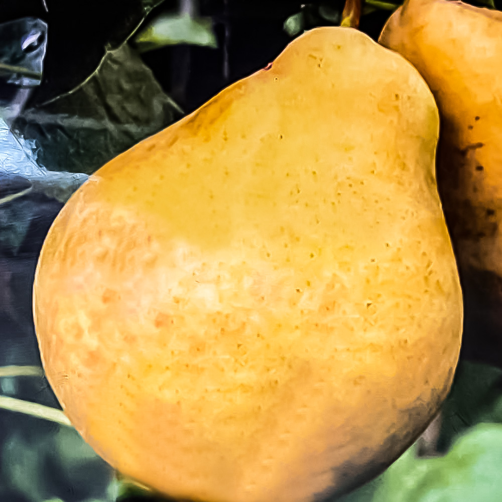 Păr - Diuses - soi de vara - imagine 2