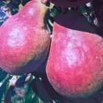 Dariu Plant - Pepiniera Pomi Fructiferi