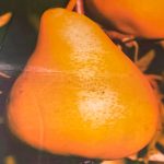 Dariu Plant - Pepiniera Pomi Fructiferi