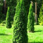 Dariu Plant - Pepiniera Pomi Fructiferi