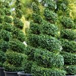 Dariu Plant - Pepiniera Pomi Fructiferi